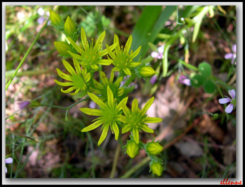 Petrosedum amplexicaule (=Sedum amplexicaule) / Borracina guainata